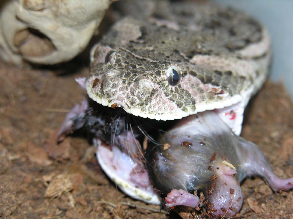 Puffadder