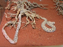 Baby Single Horned Adder after shed
