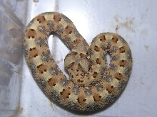 Bitis caudalis CB'04.2005