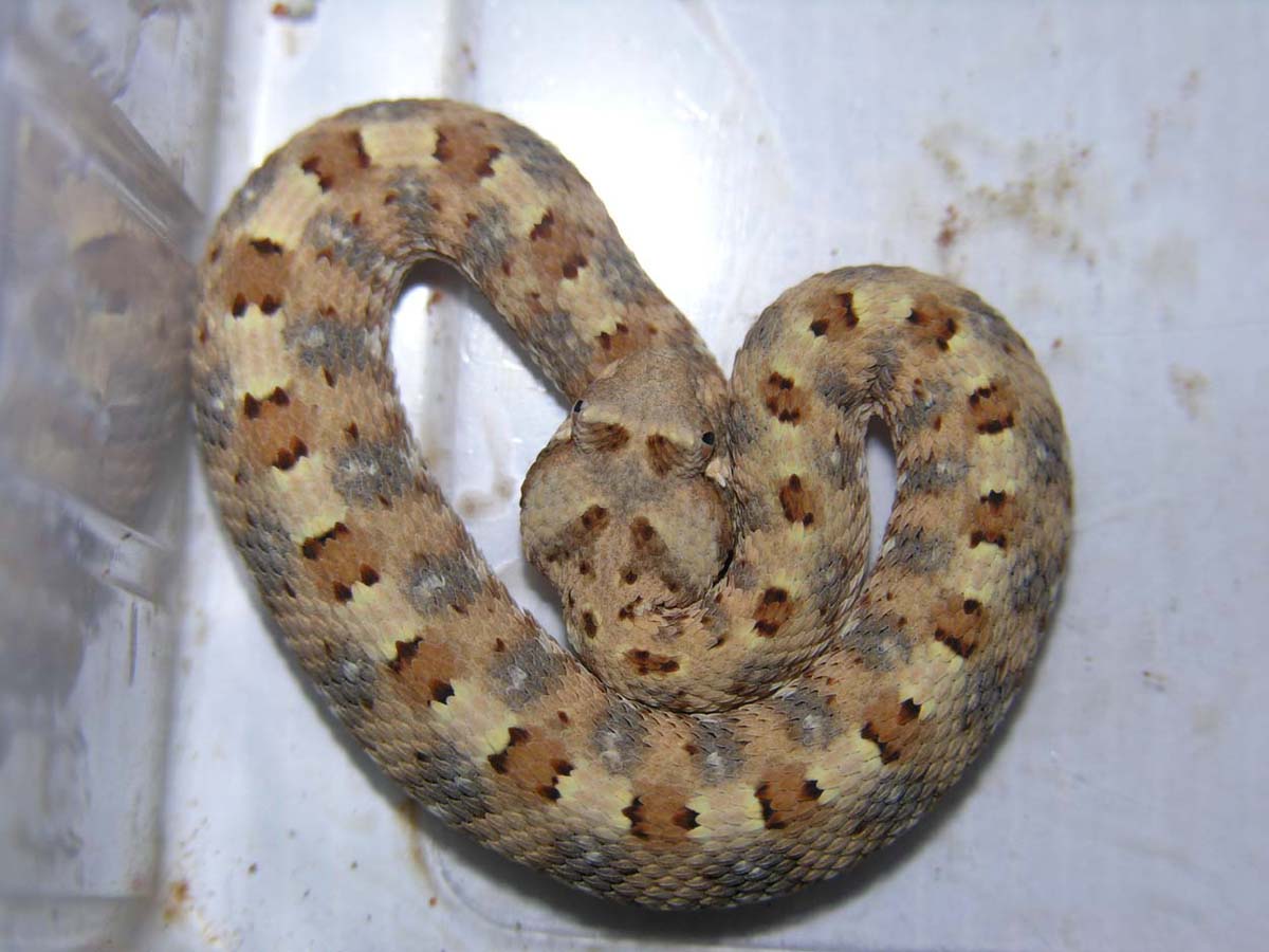 Bitis caudalis CB'04.2005