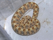 B. caudalis