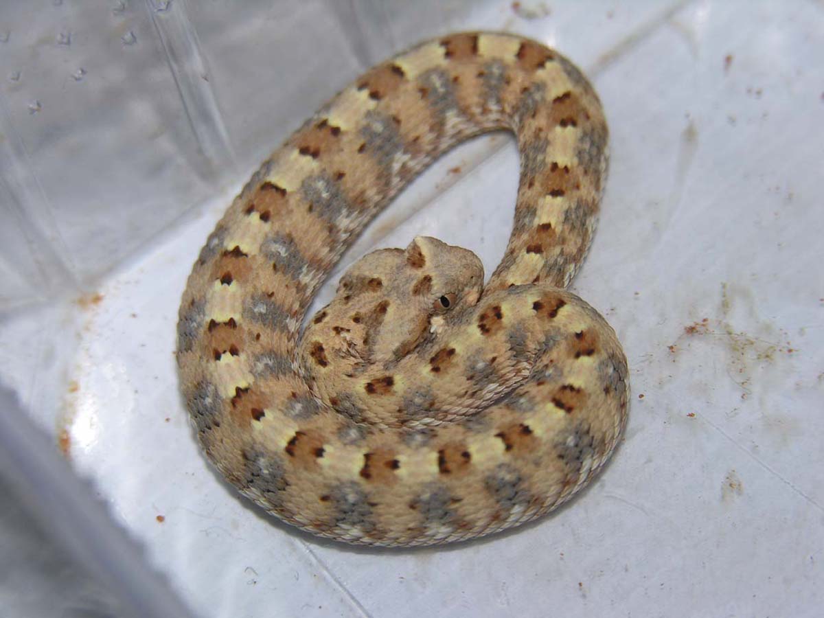 B. caudalis