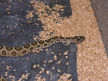Daboia russellii russellii (Pakistan)