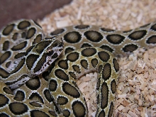Pakistani Russell's Viper