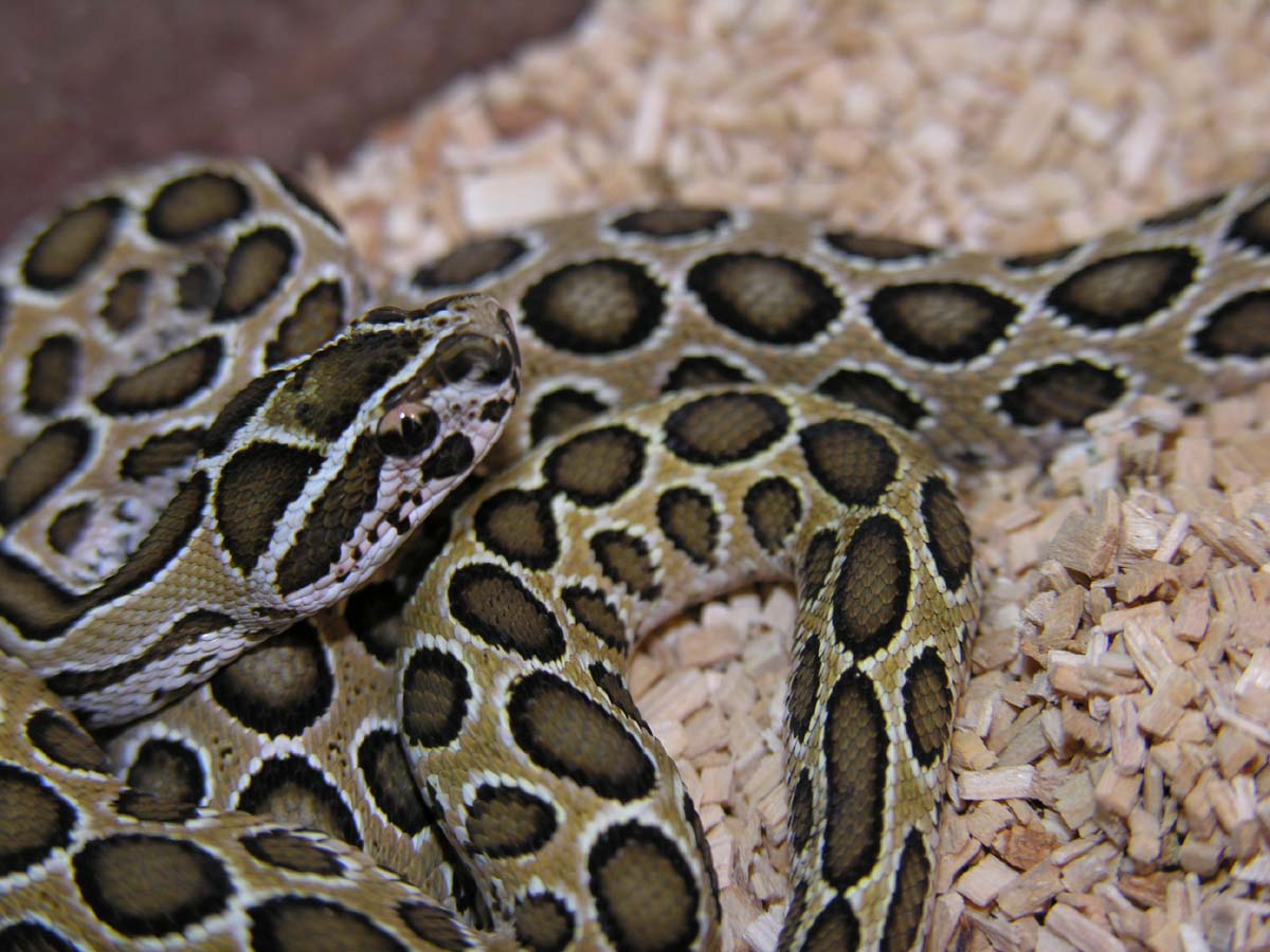 Pakistani Russell's Viper
