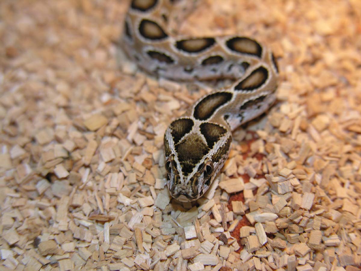 Russell's Viper CB 2005