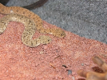 Namaqua Dwarf Adder