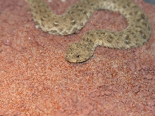 Namaqua Dwarf Adder