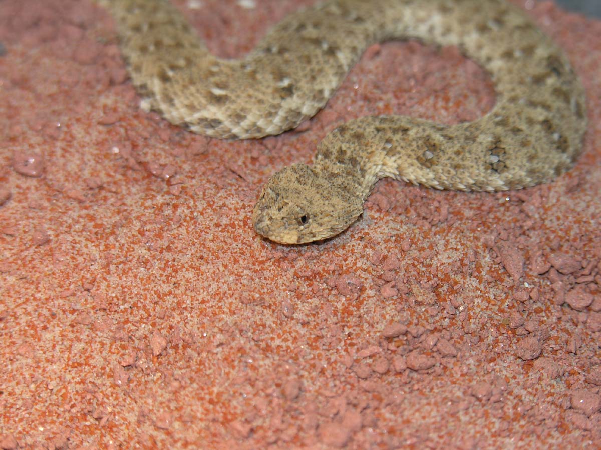 Namaqua Dwarf Adder
