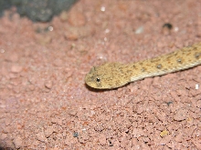 Namaqua Dwarf Adder