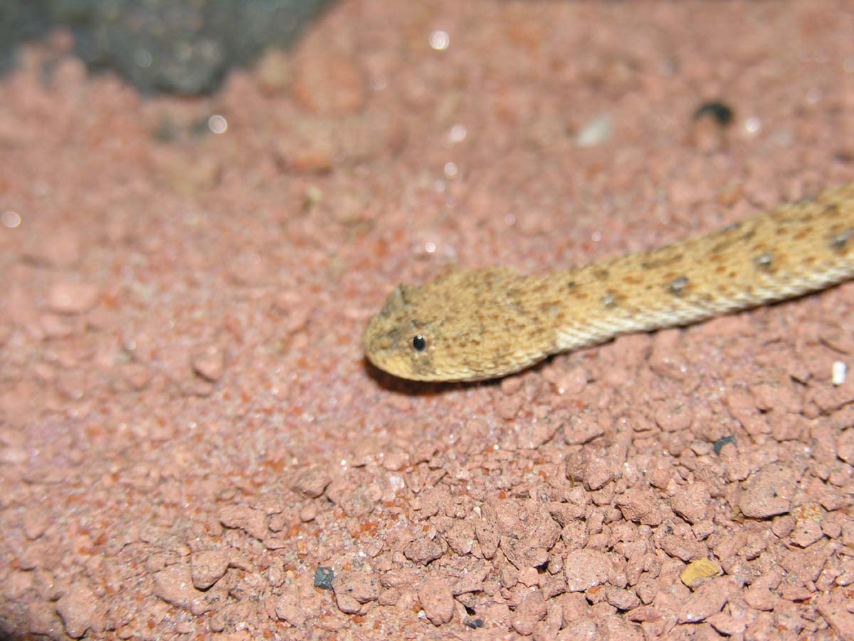 Namaqua Dwarf Adder