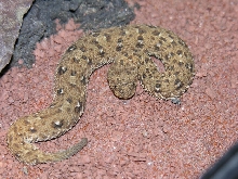 B. schneideri