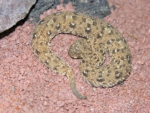 schneideri