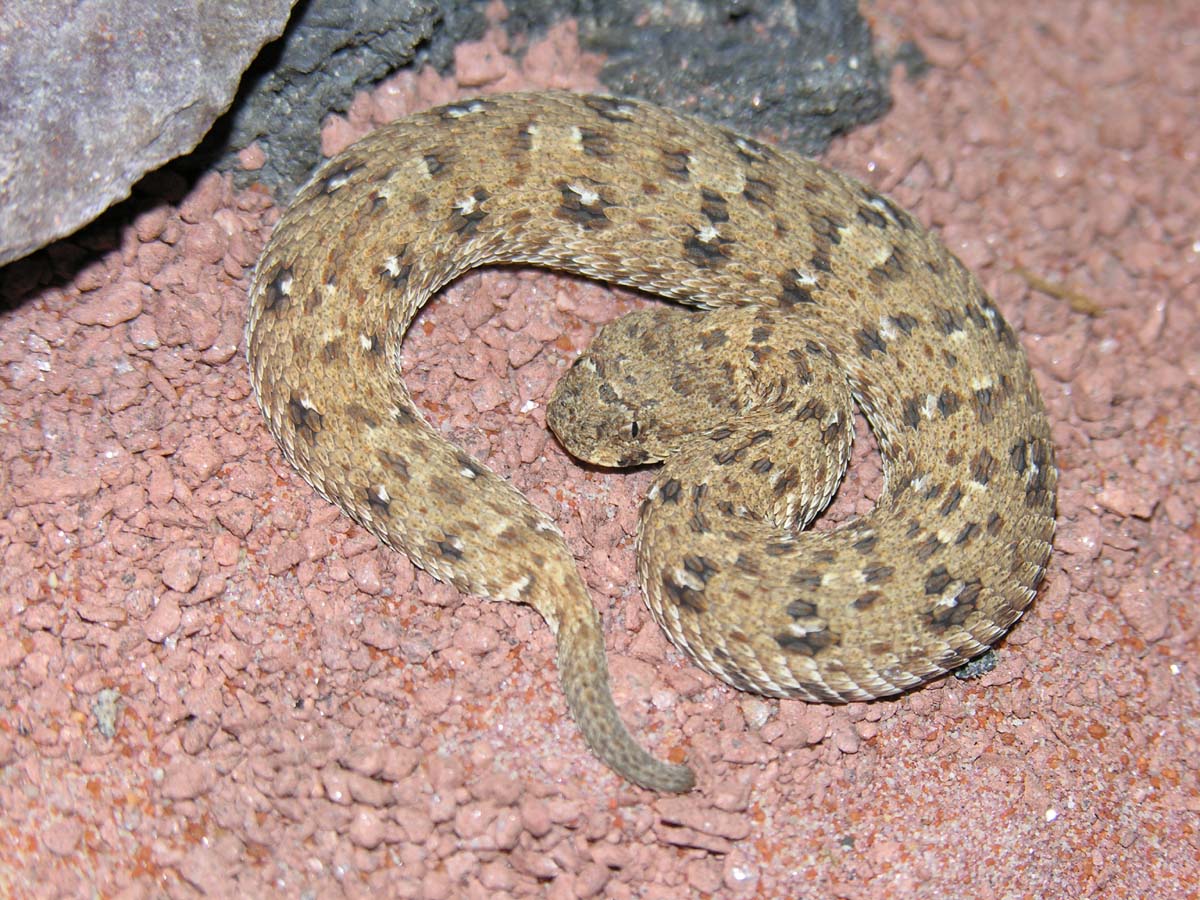 schneideri