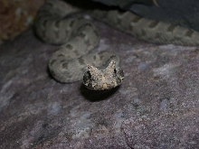 Bitis cornuta cornuta - Close up