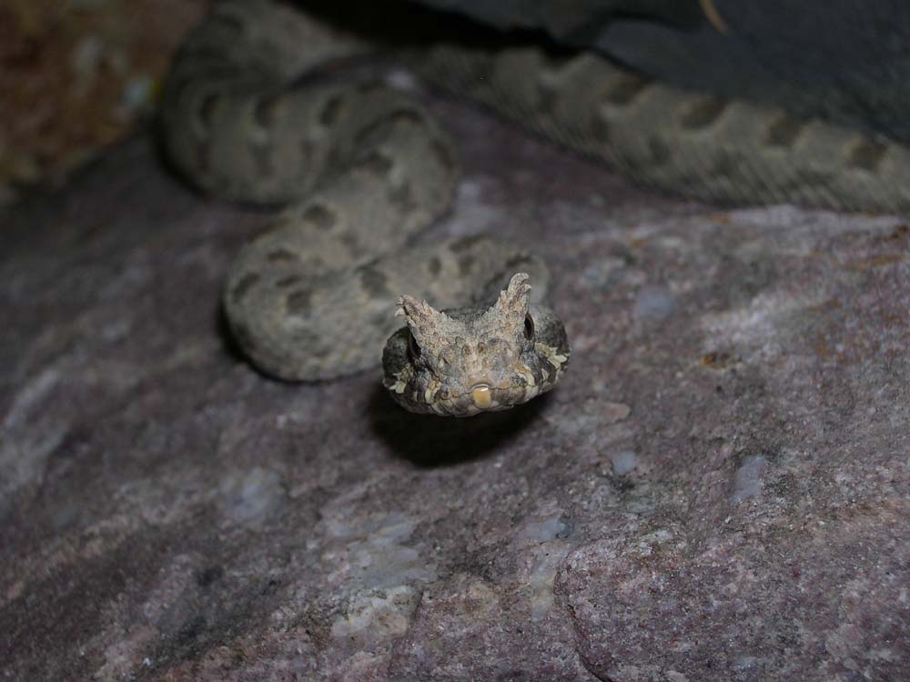Bitis cornuta cornuta - Close up