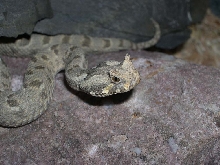 Many Horned Adder (Bitis cornuta)