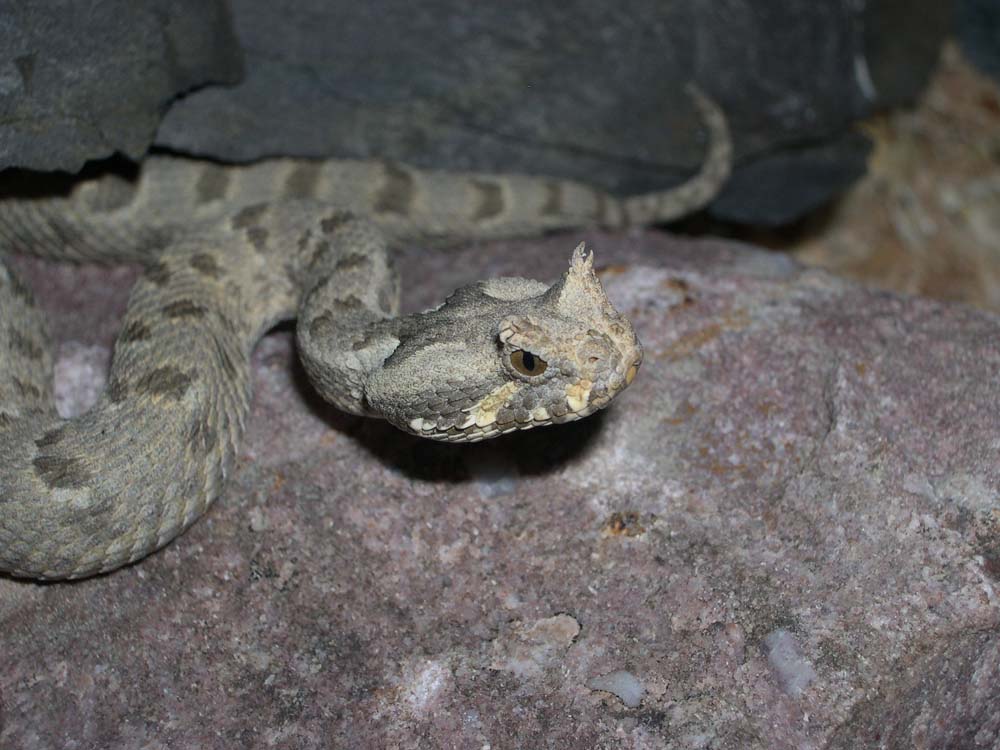 Many Horned Adder (Bitis cornuta)