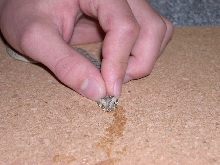 Bitis cornuta Force Feeding 2