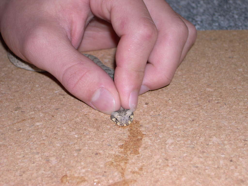 Bitis cornuta Force Feeding 2