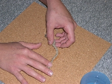 Bitis cornuta Force Feeding 3