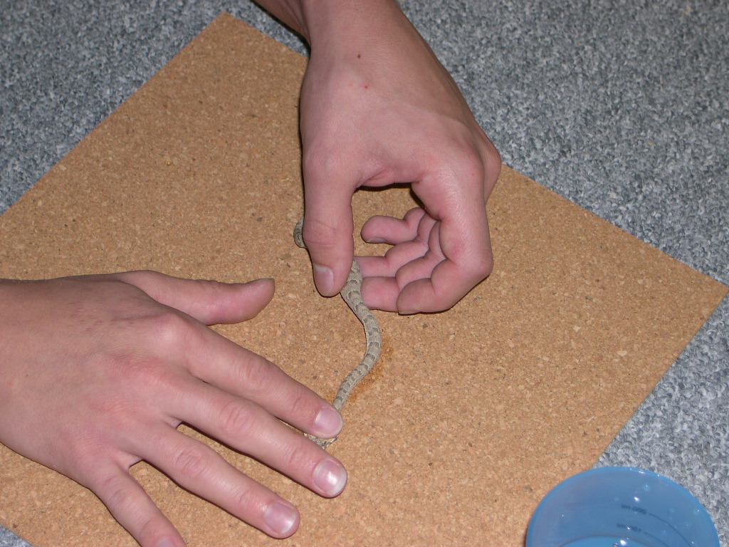 Bitis cornuta Force Feeding 3