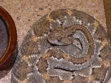 0.1 Crotalus unicolor CB'00