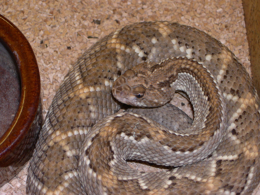 0.1 Crotalus unicolor CB'00
