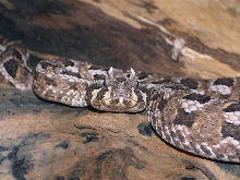 Many Horned Adder