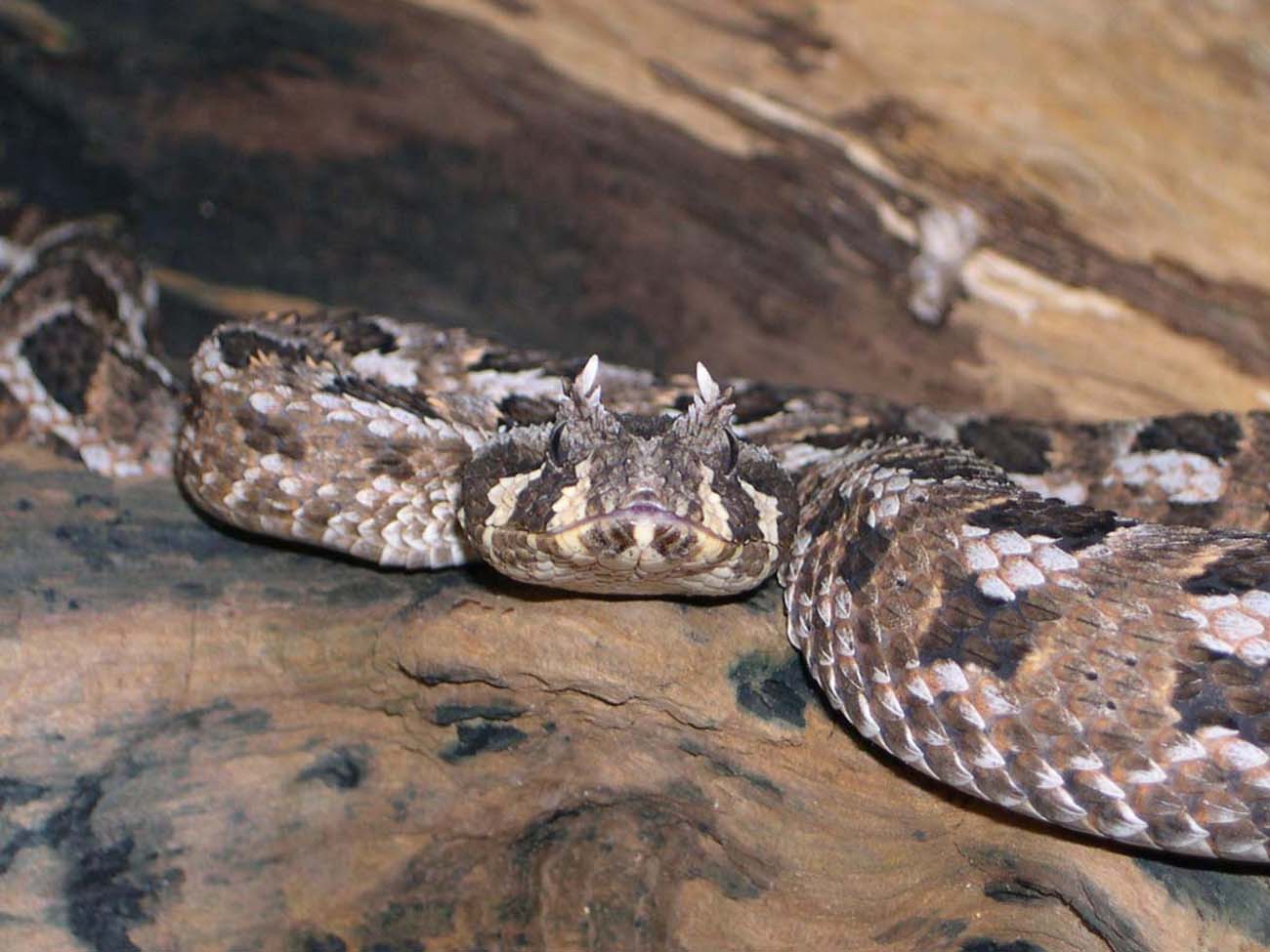 Many Horned Adder