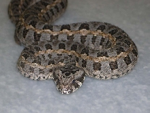 Bitis worthingtoni (adult)