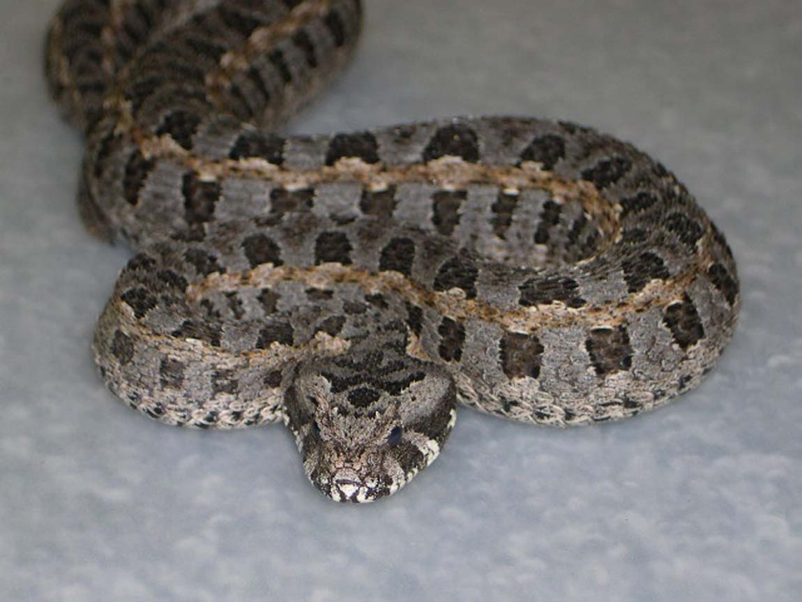 Bitis worthingtoni (adult)