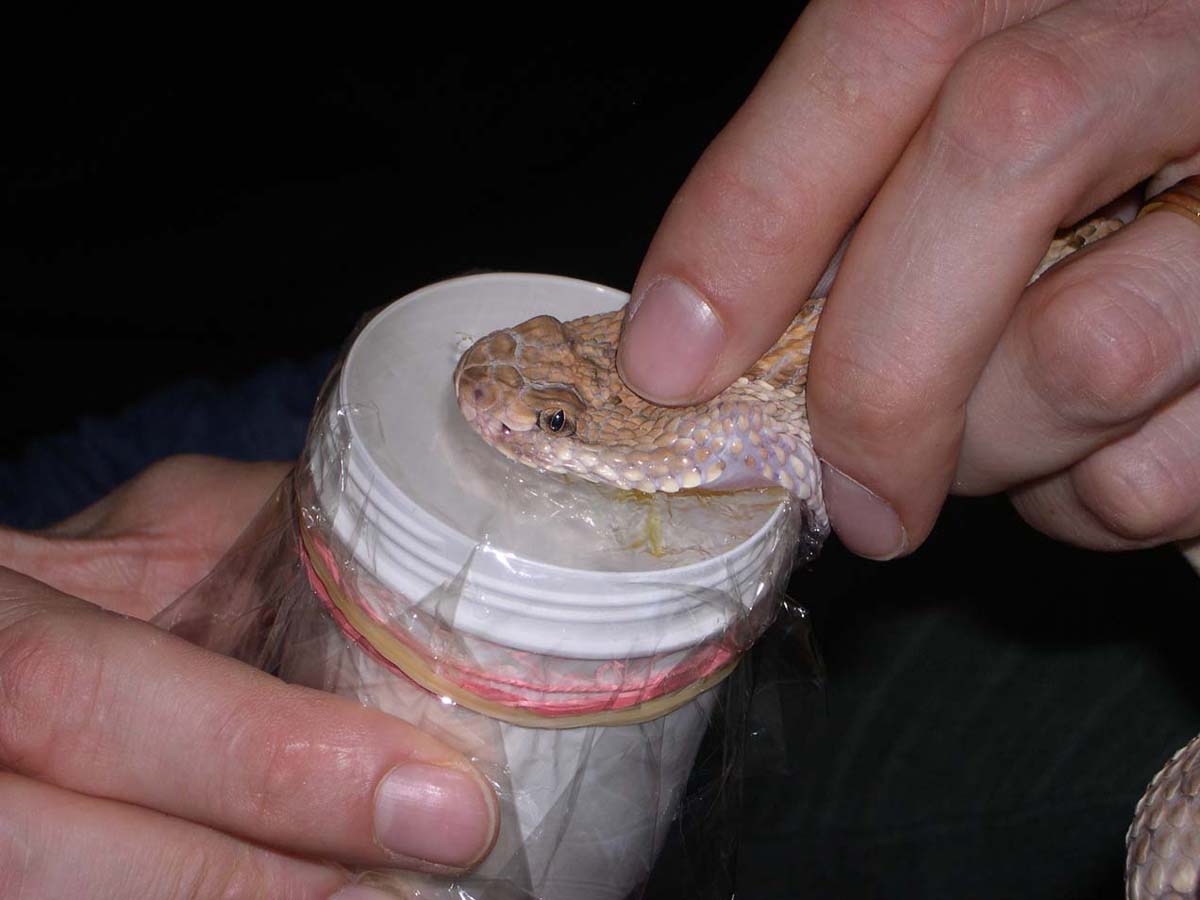 Venom Extraction: Crotalus unicolor
