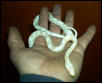 Albino Corn