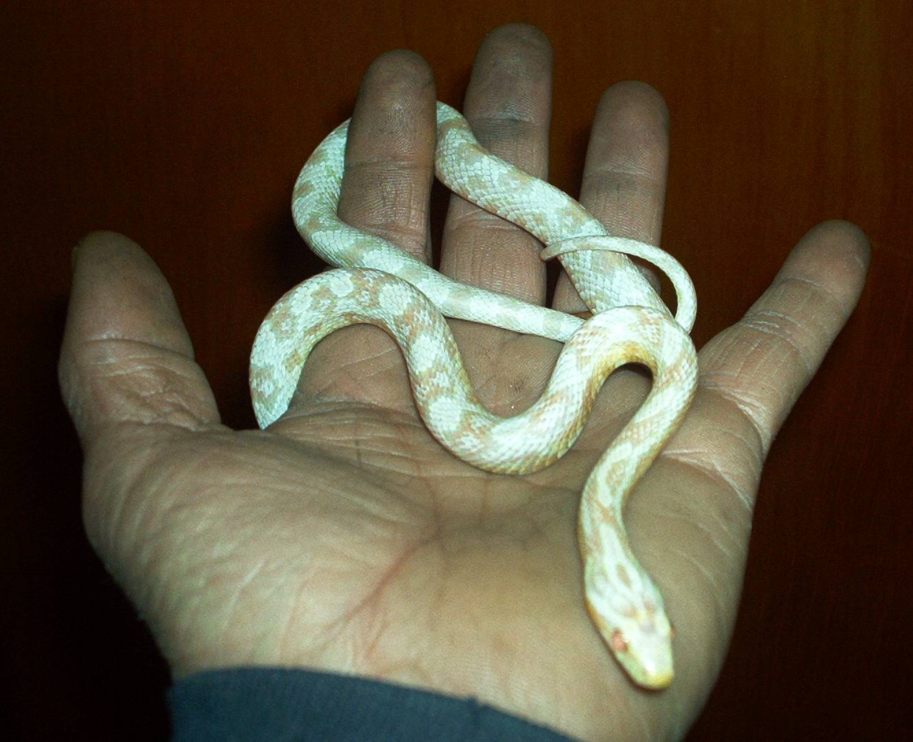 Albino Corn