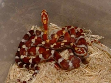 Crimson X Jungle Corn