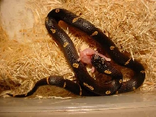 Eastern X Albino Brooksi