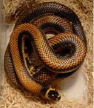 Eastern King X Albino Brooksi