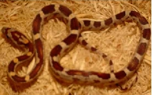 Jungle Corn X Aztec (Juvenile)