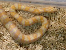 Albino Jungle Corn