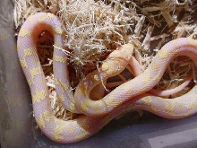 Hybrid Albino Jungle Corn Lavender Phase