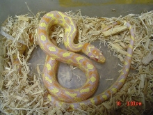 Bell's Albino Corn x Pueblan