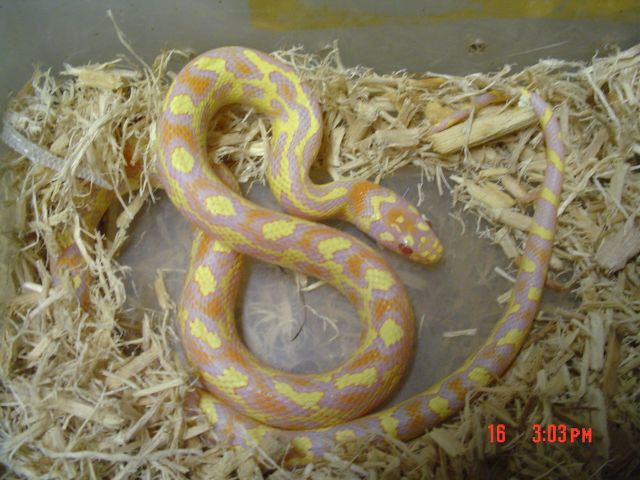 Bell's Albino Corn x Pueblan