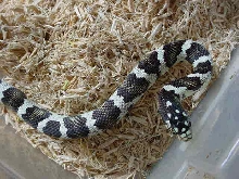 Jungle Corn