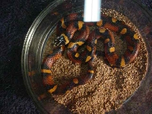 Honduran Milk, Cornsnake Hybrid