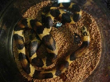Honduran Milksnake, Cornsnake Hybrid
