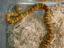 Jungle Cornsnake