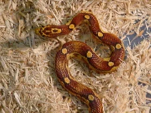 Motley Jungle Cornsnake