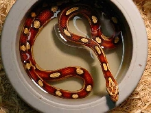 Motley Jungle Cornsnake