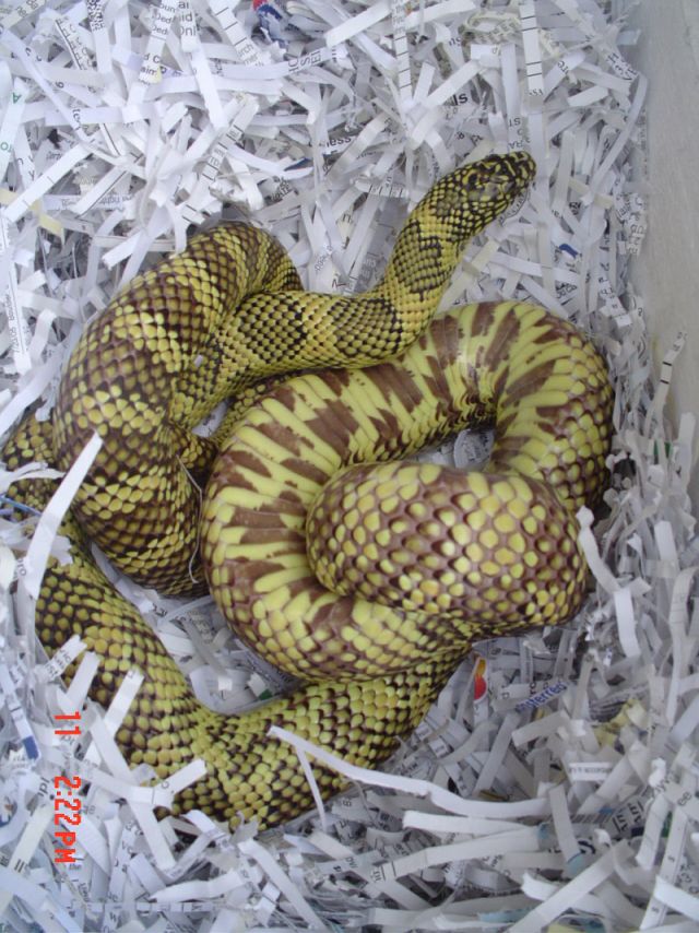 Mystery Goini